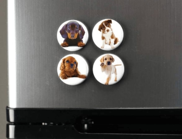 Pet Photo Magnets Are Easy to Design and Order