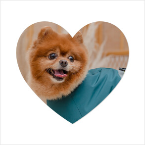 Pet Photos Pet Photos